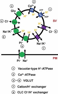 Physiological Perspectives on Molecular Mechanisms and Regulation of Vesicular Glutamate Transport: Lessons From Calyx of Held Synapses